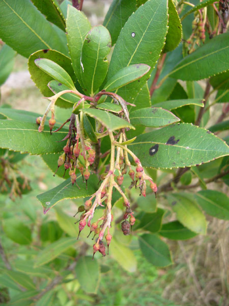 Arbutus unedo / Corbezzolo