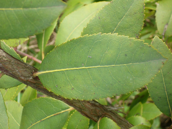 Arbutus unedo / Corbezzolo