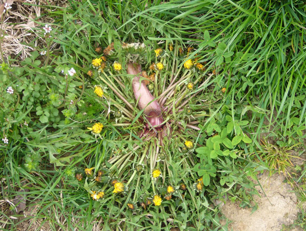 Fasciazione su Taraxacum