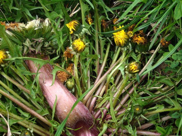 Fasciazione su Taraxacum