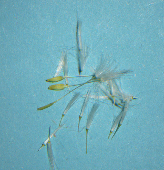 Fasciazione su Taraxacum