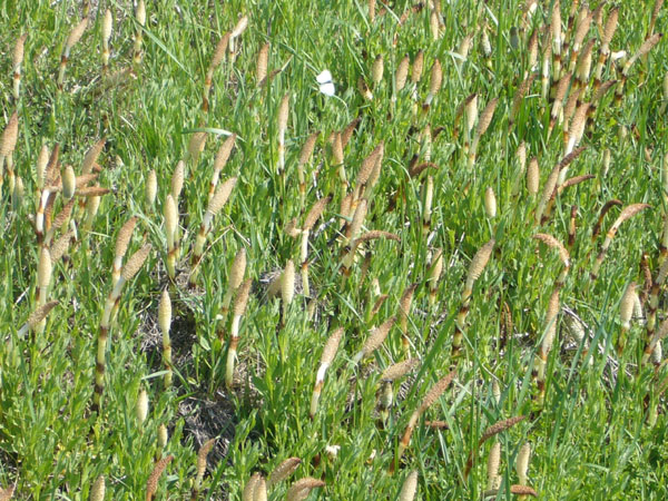 Confusioni tra Equisetum telmateja e arvense