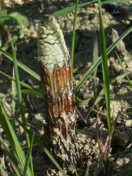 Confusioni tra Equisetum telmateja e arvense