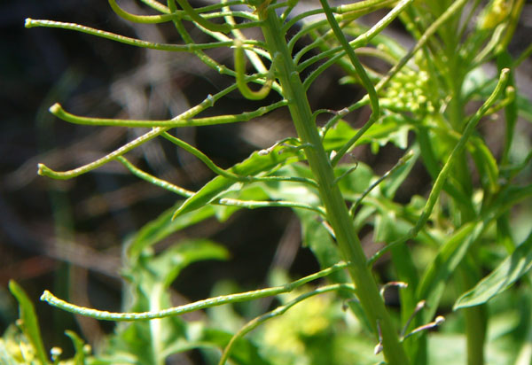Sisymbrium irio / Erba cornacchia irida