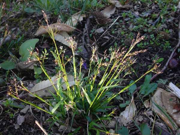 Luzula pilosa