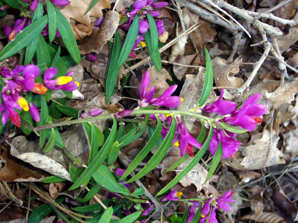 Polygaloides (=Polygala) chamaebuxus / Poligala falso-bosso