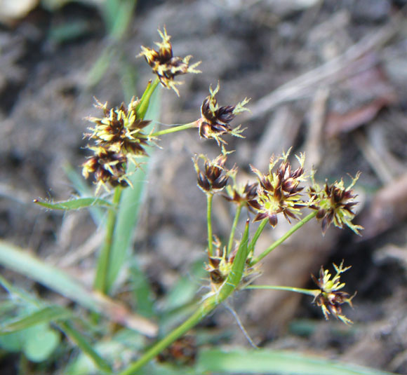 Luzula multiflora
