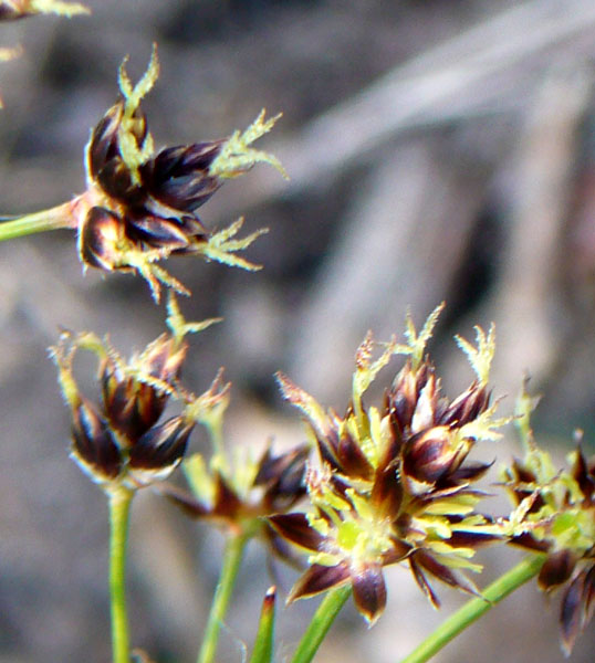 Luzula multiflora