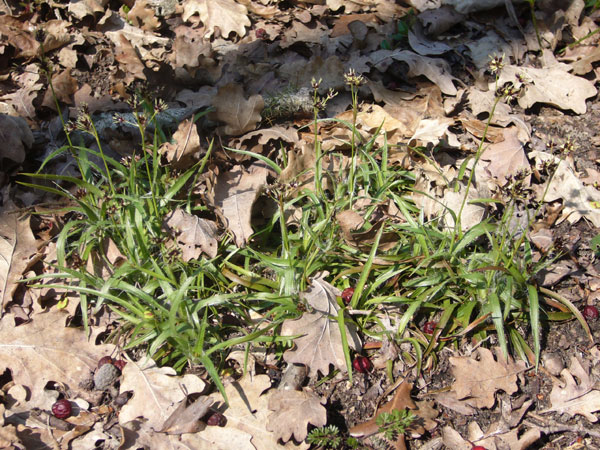 Luzula multiflora