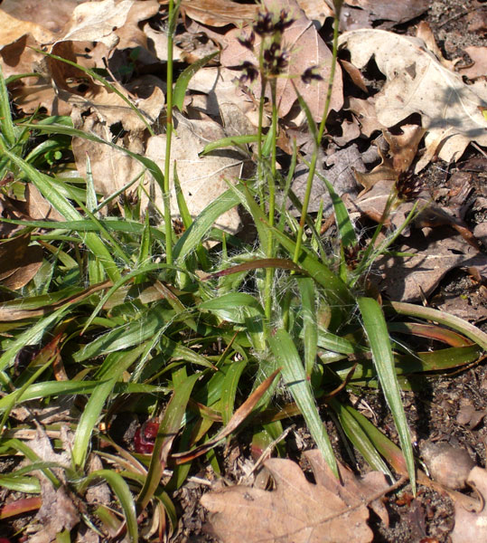 Luzula multiflora