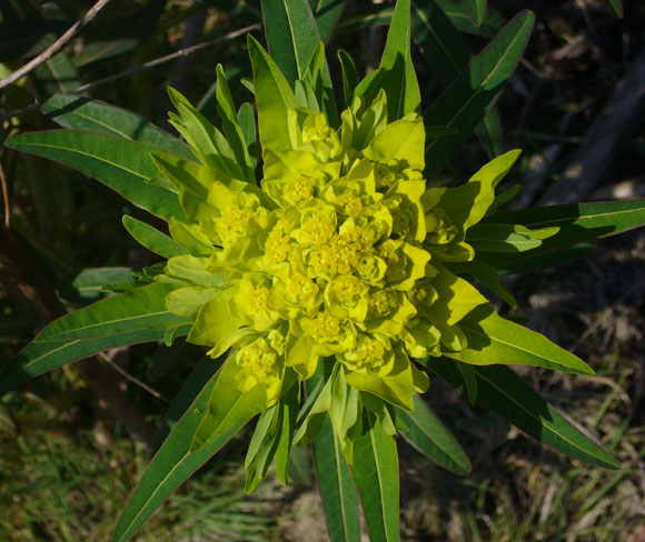 Euphorbia palustris / Euforbia lattaiola