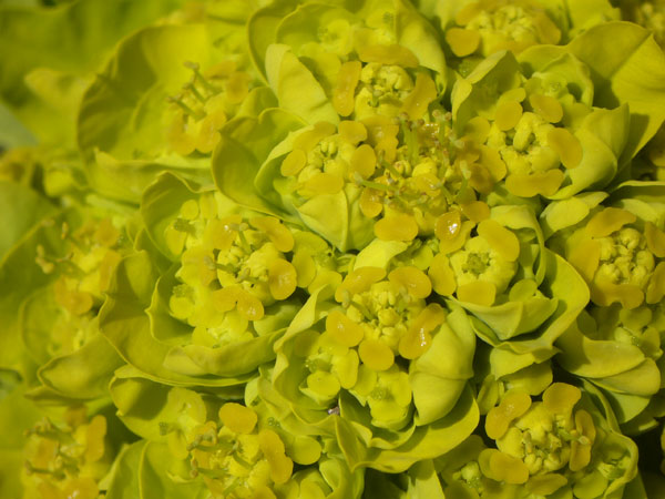 Euphorbia palustris / Euforbia lattaiola