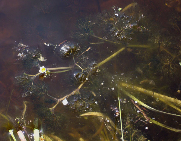 Ranunculus trichophyllus / Ranuncolo a foglie capillari