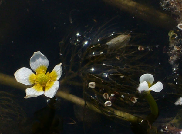 Ranunculus trichophyllus / Ranuncolo a foglie capillari
