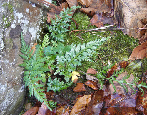 Asplenium adiantum-nigrum
