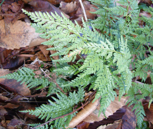 Asplenium adiantum-nigrum