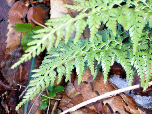Asplenium adiantum-nigrum