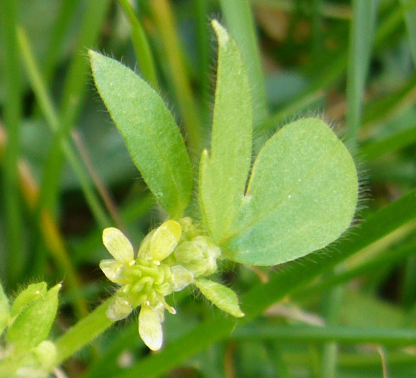 Ranunculus parviflorus / Ranuncolo pargoletto