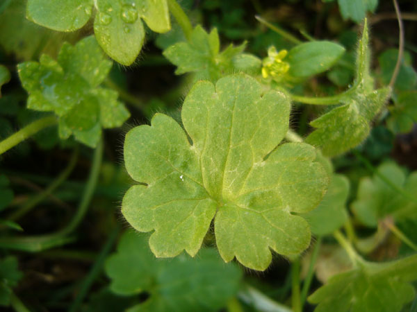 Ranunculus parviflorus / Ranuncolo pargoletto