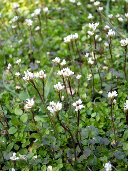 Cardamine hirsuta / Billeri primaticcio