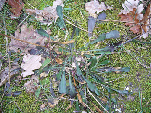 Lythrum hyssopifolia / Salcerella con foglie d'' Issopo