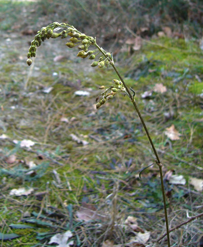 Lythrum hyssopifolia / Salcerella con foglie d'' Issopo