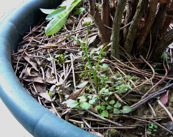 Cardamine hirsuta / Billeri primaticcio