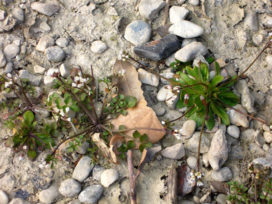 Cardamine hirsuta / Billeri primaticcio