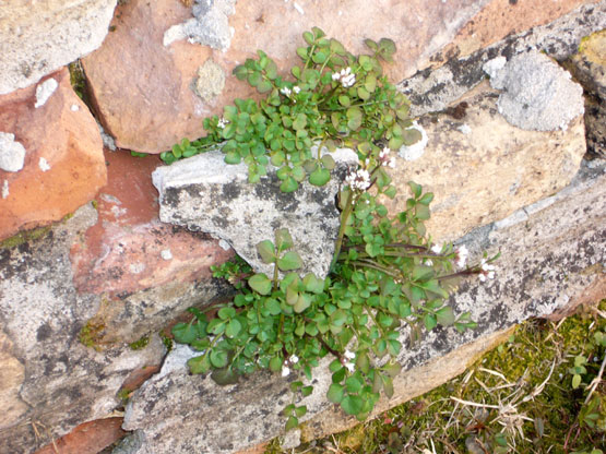 Cardamine hirsuta / Billeri primaticcio