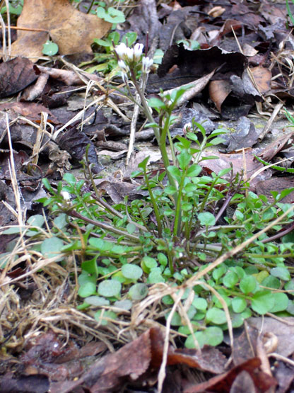 Cardamine hirsuta / Billeri primaticcio