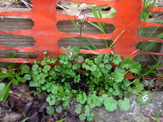 Cardamine hirsuta / Billeri primaticcio