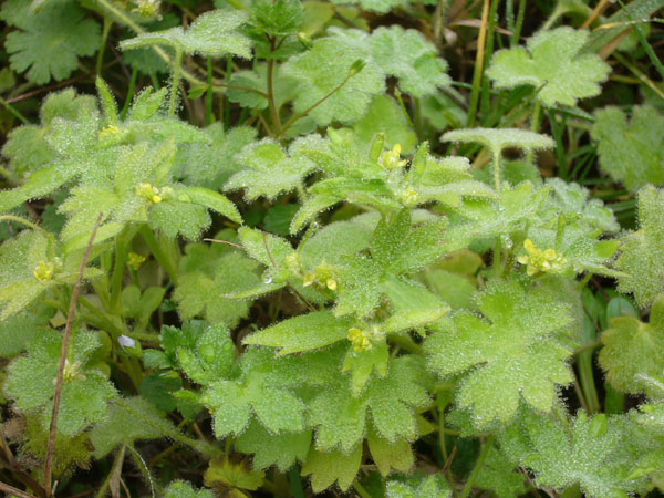 Ranunculus parviflorus / Ranuncolo pargoletto