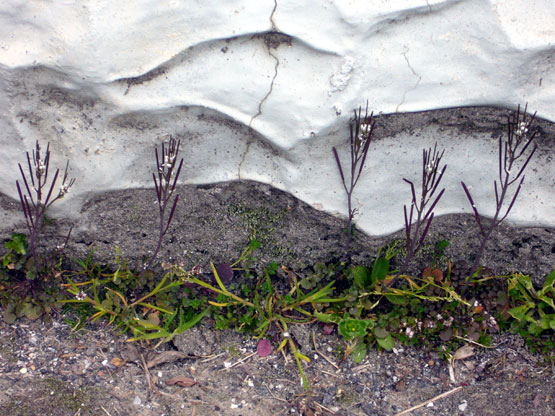 Cardamine hirsuta / Billeri primaticcio