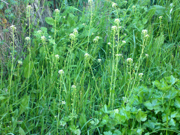 Thlaspi arvense