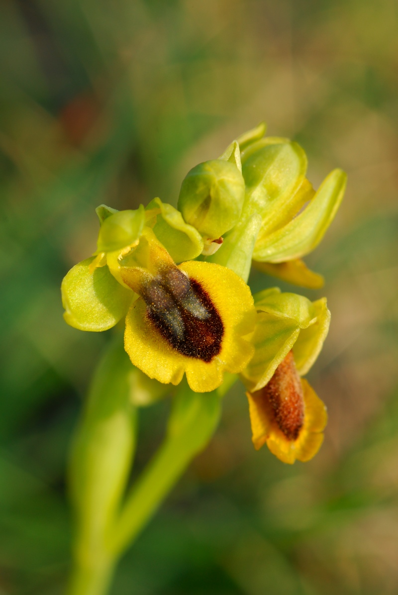 Presentazione - Orchidee della Liguria