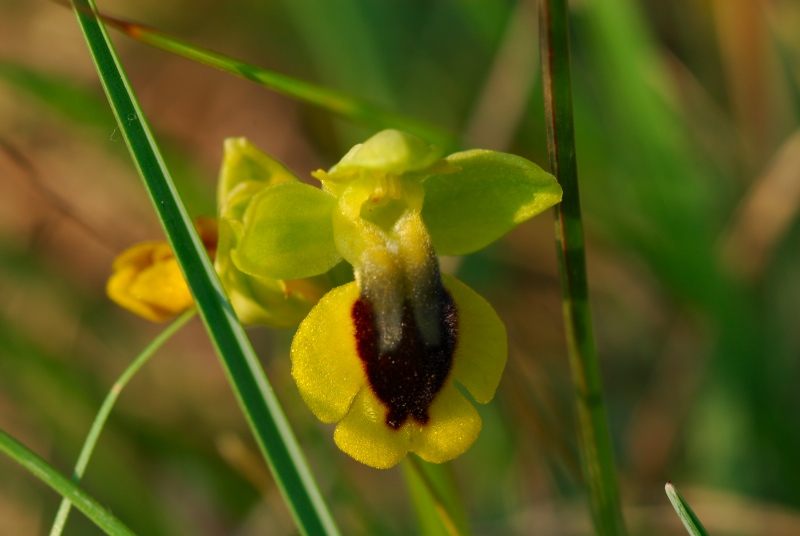 Presentazione - Orchidee della Liguria