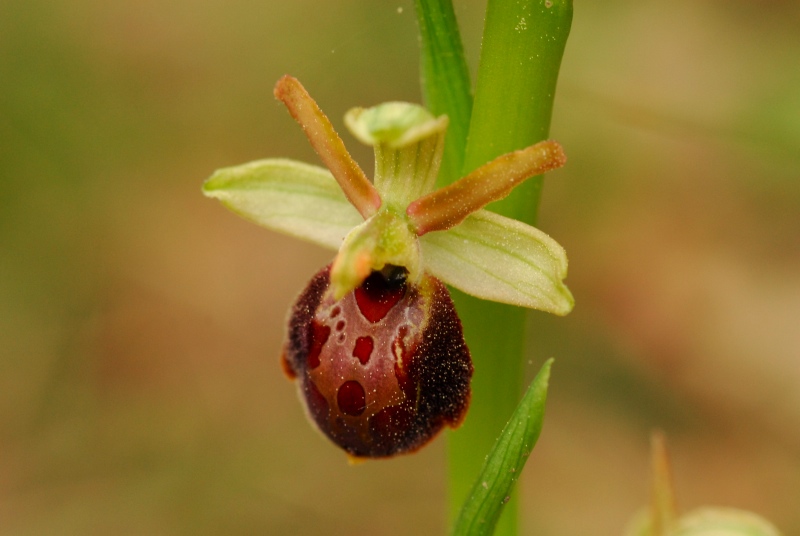 Presentazione - Orchidee della Liguria