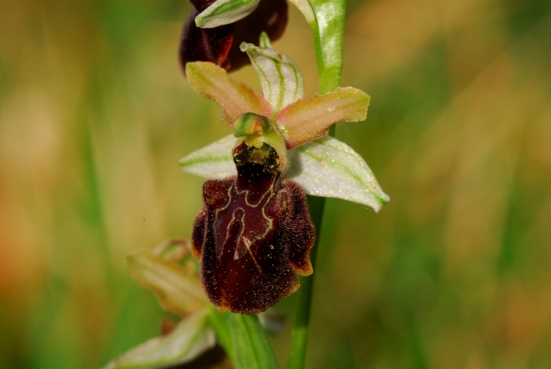 Presentazione - Orchidee della Liguria