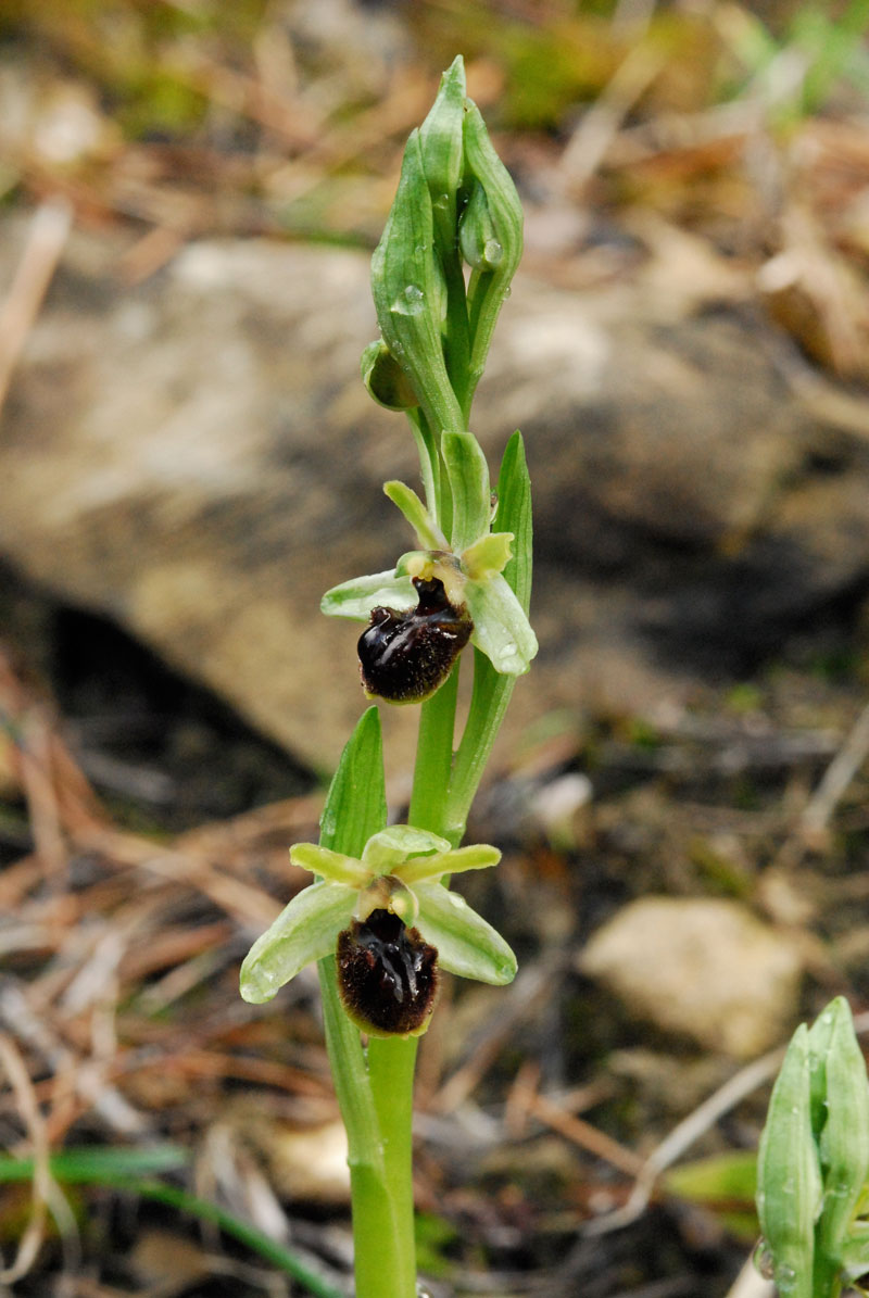 Ophrys sphegodes