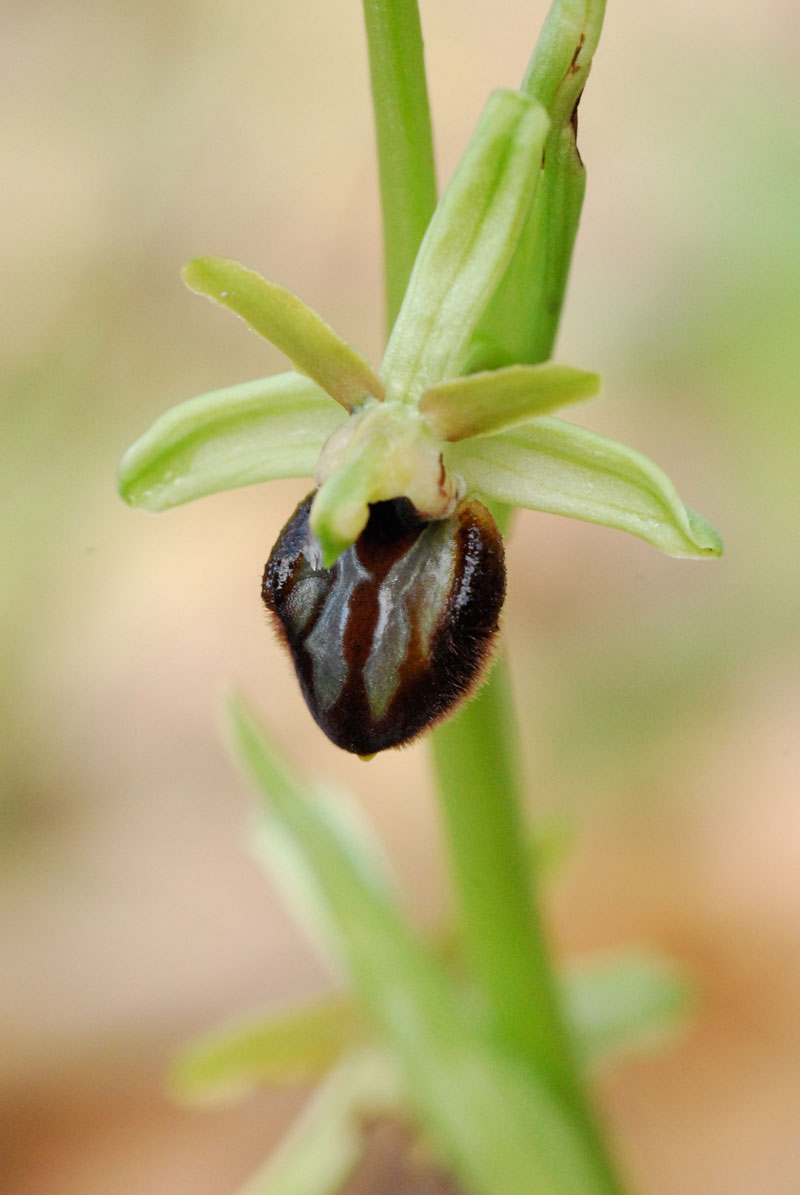 Ophrys sphegodes