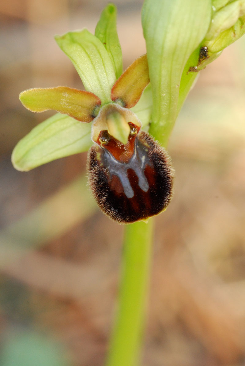 Ophrys sphegodes