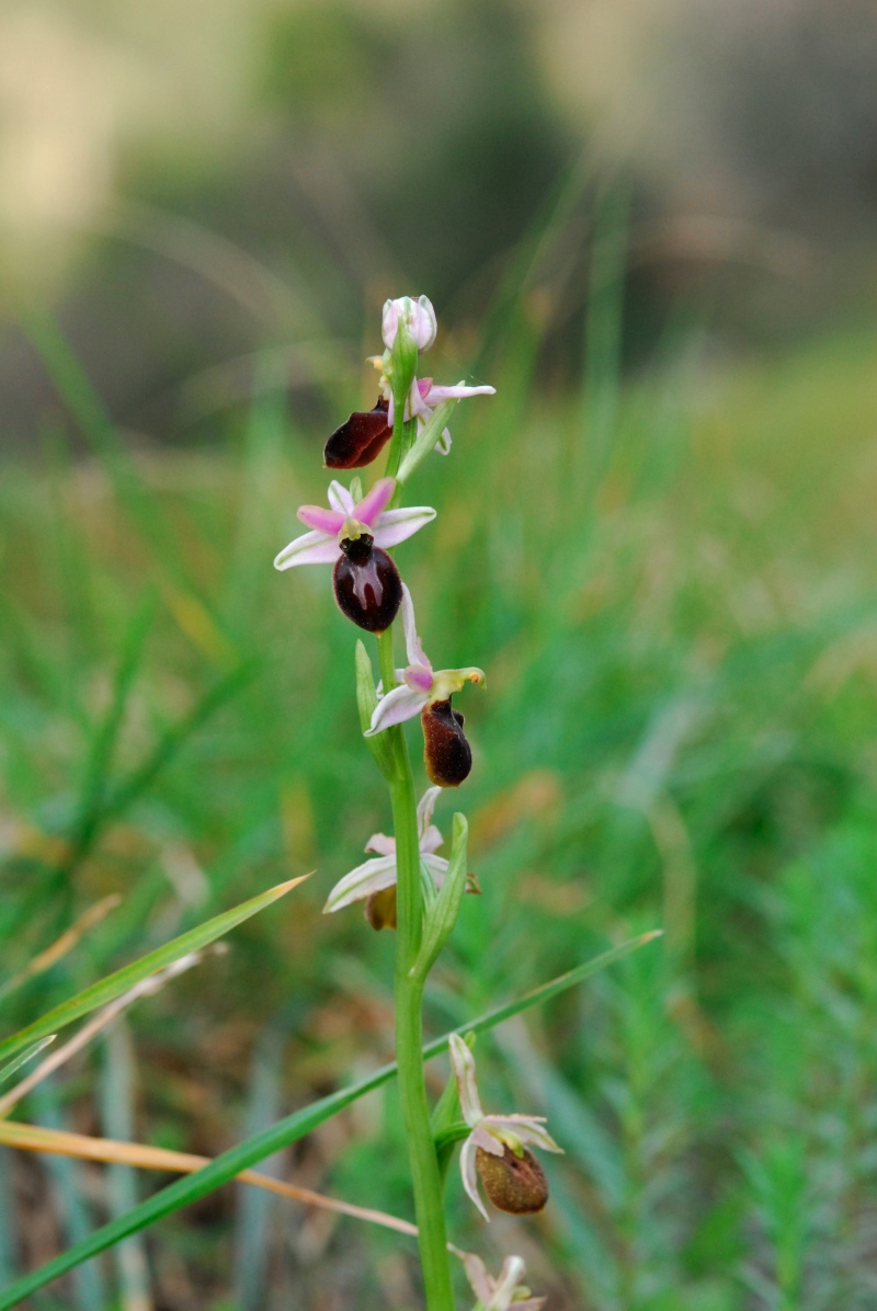 Presentazione - Orchidee della Liguria