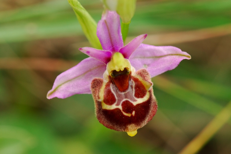 Presentazione - Orchidee della Liguria