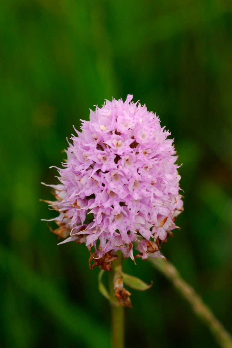 Traunsteinera globosa e Gymnadenia albida(Psudorchis albida)