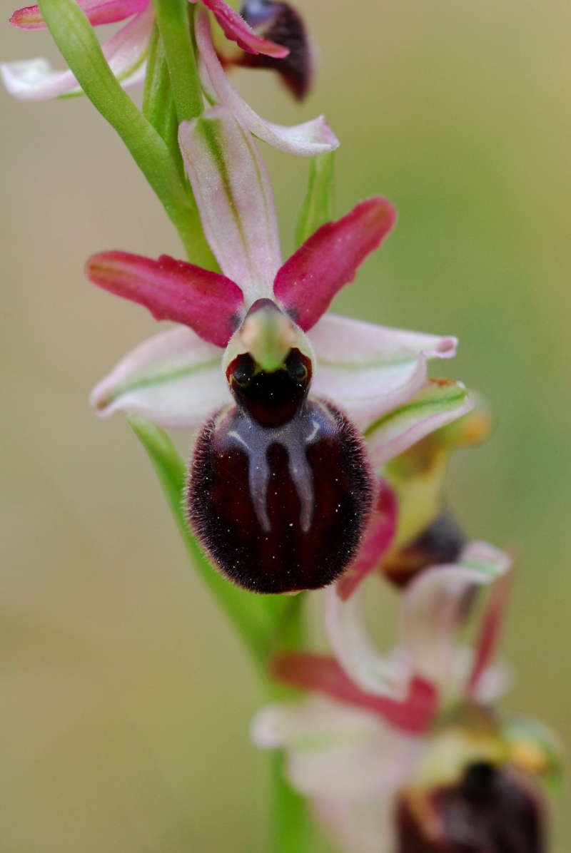 Presentazione - Orchidee della Liguria