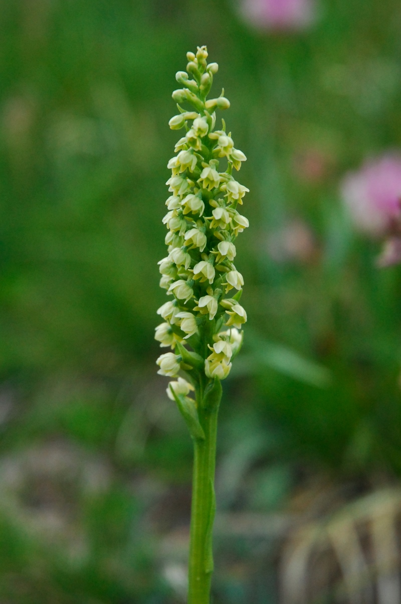 Traunsteinera globosa e Gymnadenia albida(Psudorchis albida)