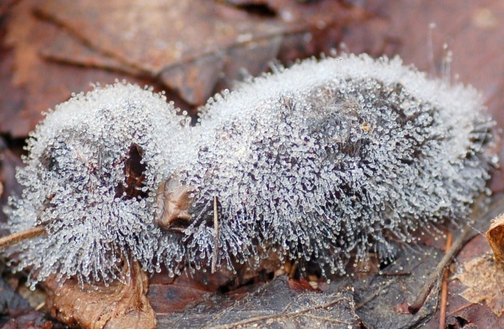 Scatti in libert�.