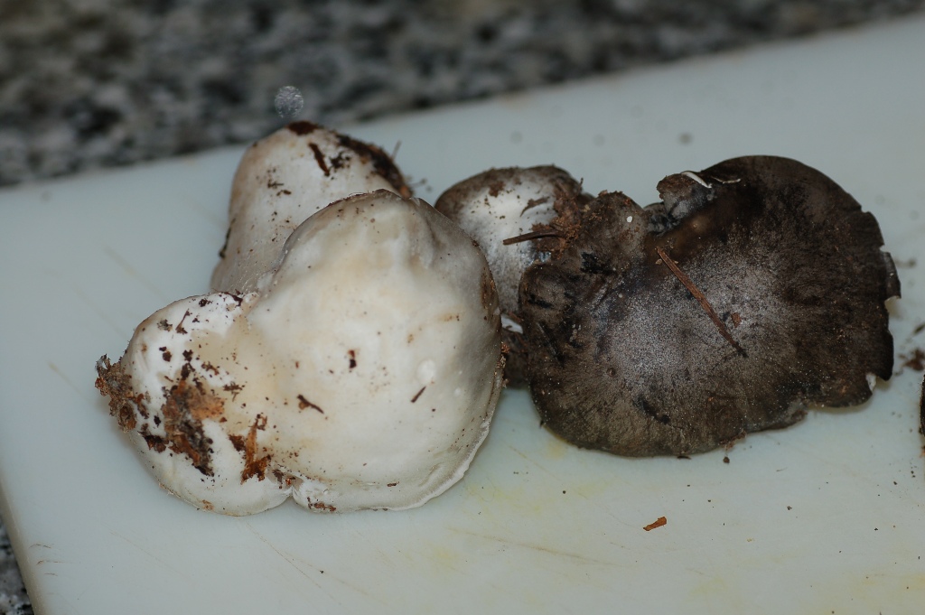 Le prime  morchelle del 2008