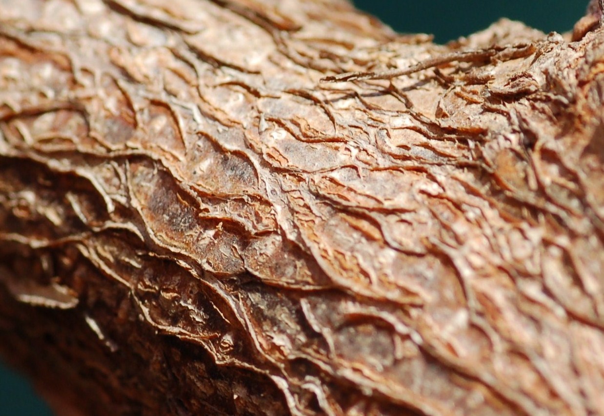 Scatti in libert�.