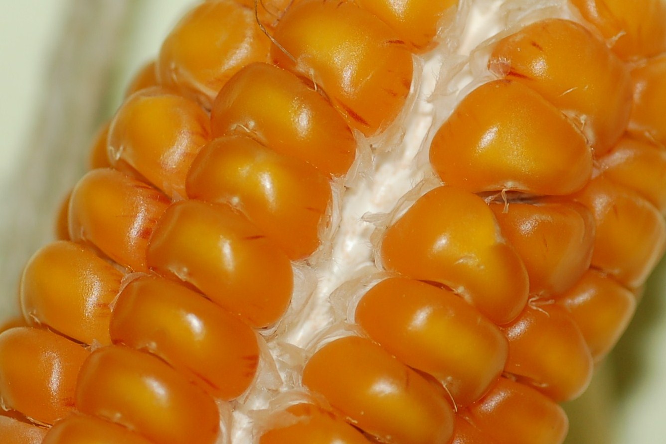 Scatti in libert�.